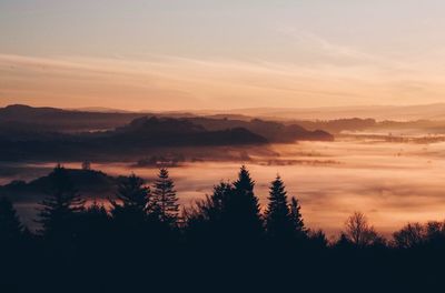 Silhouette of forest at sunset