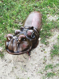 High angle view of cow on field