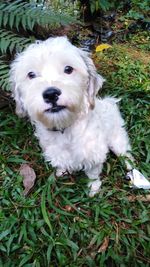 High angle view of dog on field