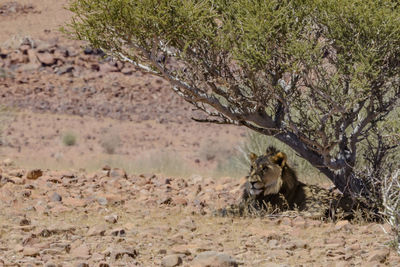 A male lion lying under a tree in kaokoland, a part of the kunene region of namibia