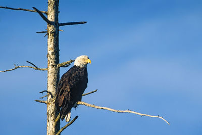 Low angle view of bald eagle perching on branch