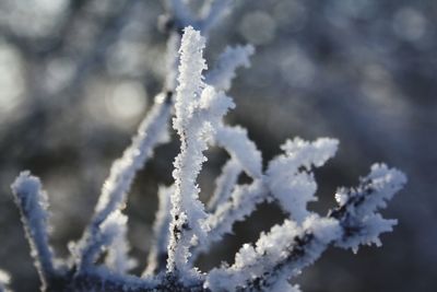 Close-up of ice