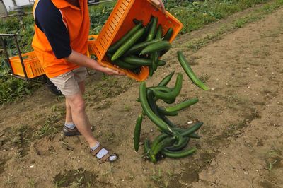 Low section of man holding vegetables on field