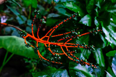 Close-up of red berries on tree