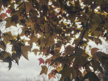 Low angle view of leaves on tree