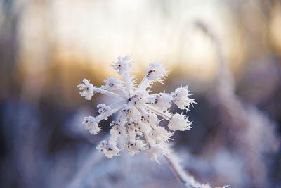 Close-up of cherry blossom tree during winter