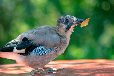 Close-up of bird perching outdoors