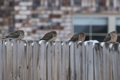 Close-up of bird perching on fence