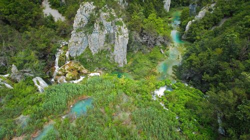 High angle view of trees in forest