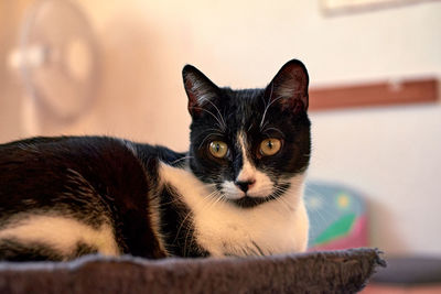 Close-up portrait of a cat