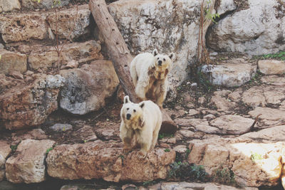 Portrait of an animal on rock