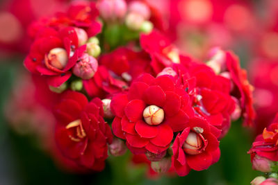 Close-up of red flowering plant