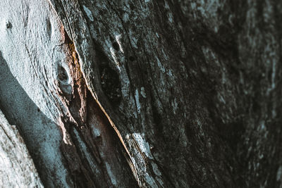 Close-up of tree trunk