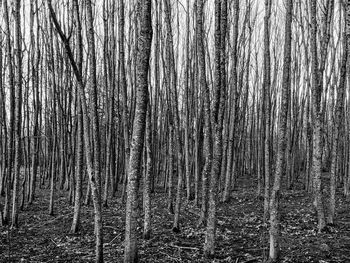 Full frame shot of tree trunk