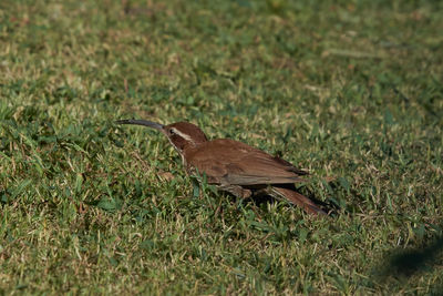 Bird perching on grass