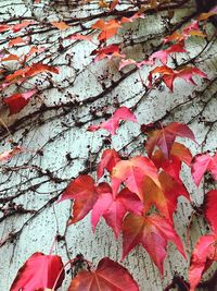 Close-up of autumn leaves on wall