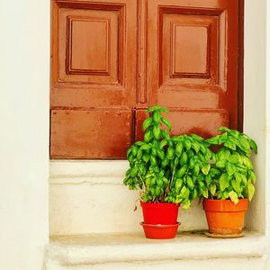 Potted plants on closed door of building