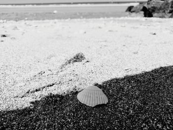 High angle view of shell on beach