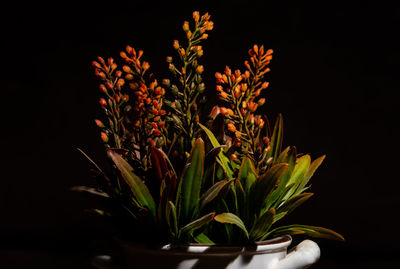 Close-up of plant against black background