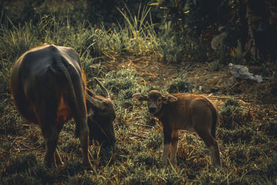 Horses standing in a field