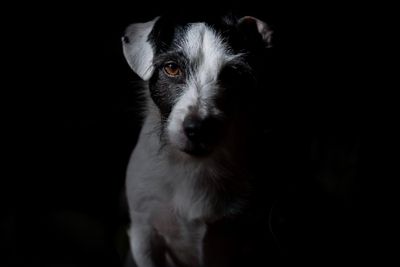 Close-up portrait of puppy against black background