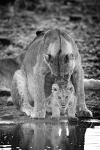 Mono lioness licking cub by water hole