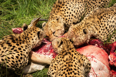 Slow pan of four cheetahs eating hartebeest