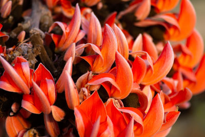 Bastard teak flower bloom in india