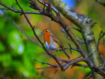 Close-up of bird perching on tree