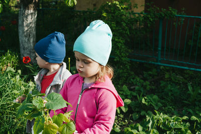 Children in the backyard holding cucumber seedlings. gardening with children, farming and harvesting