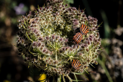 Close-up of insect on flower