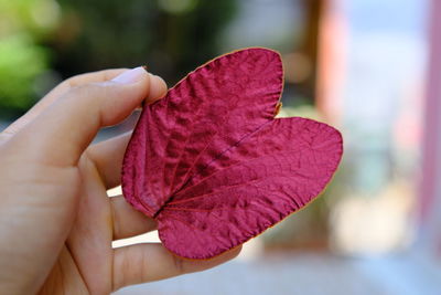 Close-up of hand holding maple leaves