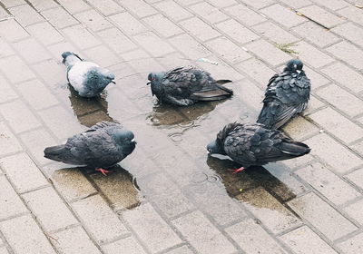 High angle view of pigeons perching on footpath