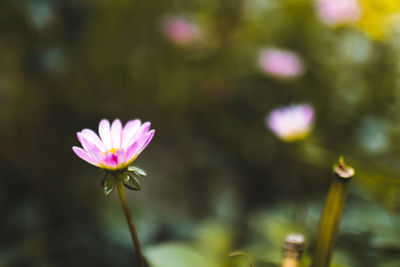 Close-up of pink flowering plant