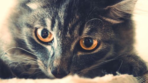 Close-up portrait of cat