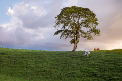 Cows grazing on field against sky