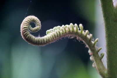 Close-up of snake on plant