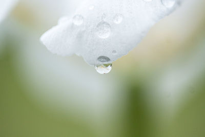 Close-up of raindrops on white flower