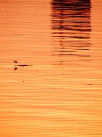 Bird flying on water during sunset