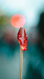 Close-up of red rose flower