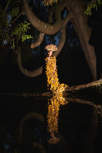 Illuminated tree by lake at night