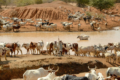 Horses in ranch