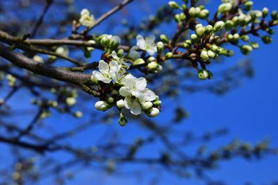 Close-up of cherry blossoms in spring