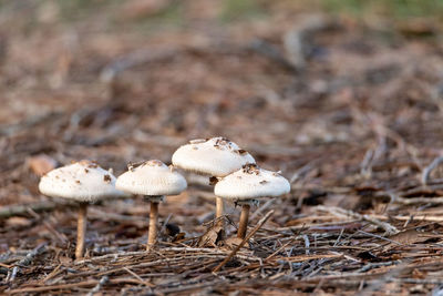 Close-up of mushrooms growing on land