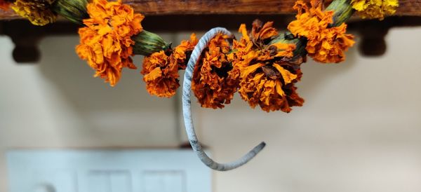 Close-up of orange flowering plant hanging