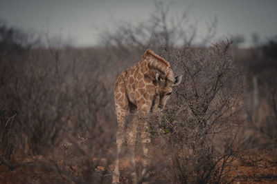 View of an animal on field