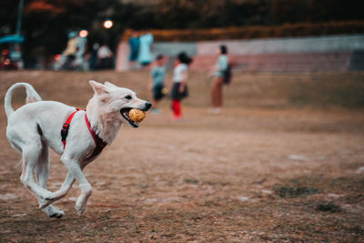 Full length of dog playing at ground