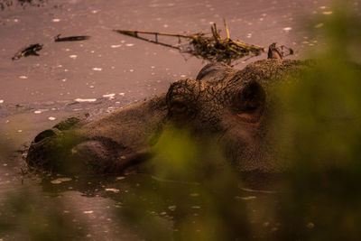 Close-up of turtle in water