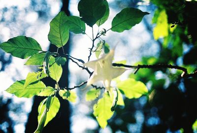 Low angle view of leaves against sky