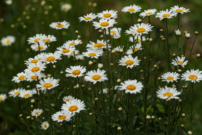 Close-up of daisies blooming on field